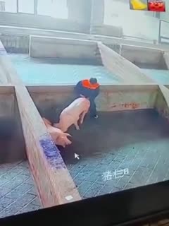 【独家首发】2021年6月养猪场监控视频流出！！！!